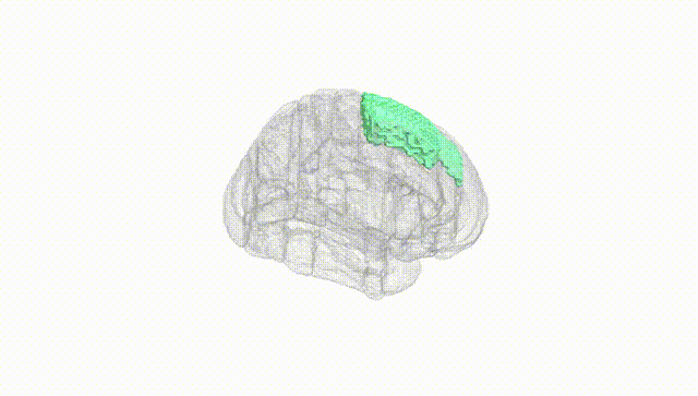 Full Brain White