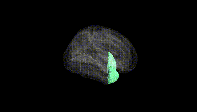 Full Brain Black