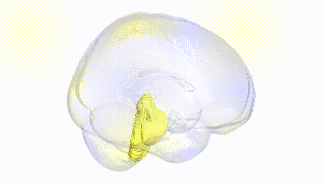 Full Brain White