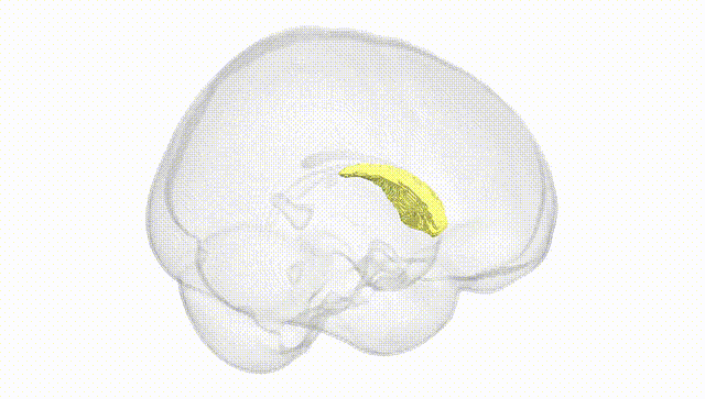 Full Brain White