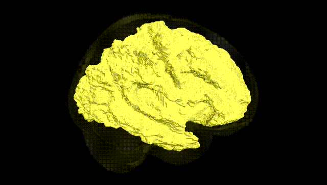 Full Brain Black