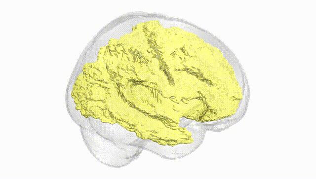 Full Brain White