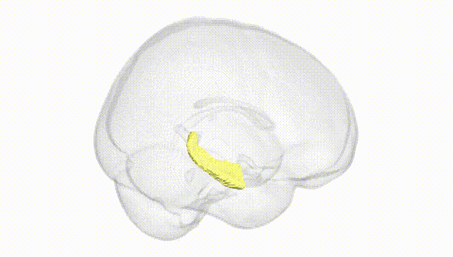 Full Brain White