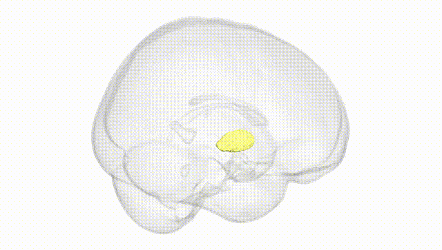 Full Brain White
