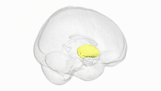 Full Brain White