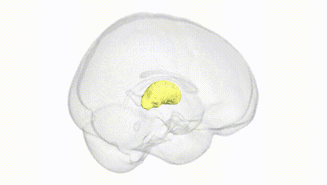 Full Brain White