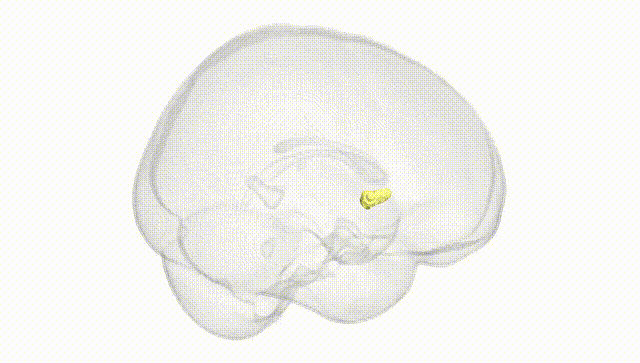 Full Brain White