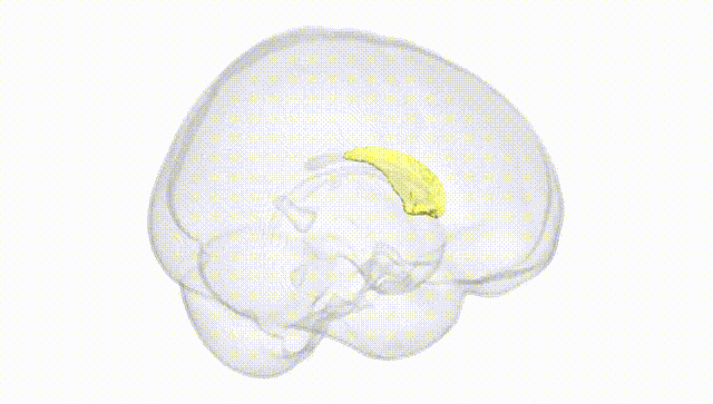 Full Brain White