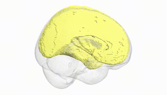 Full Brain White