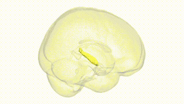 Full Brain White