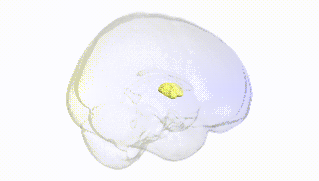 Full Brain White