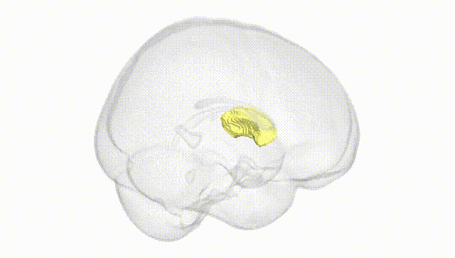 Full Brain White