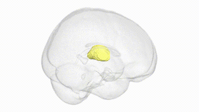 Full Brain White