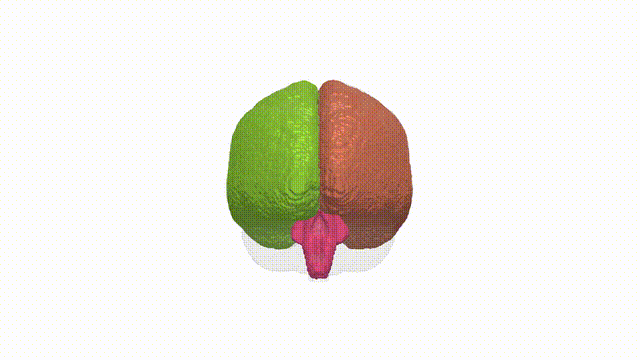 Rotating Brain
