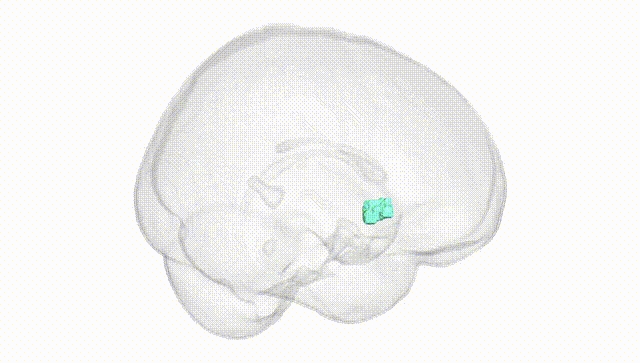 Full Brain White