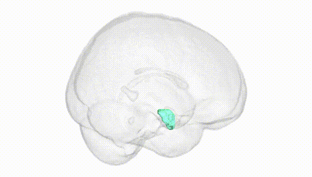 Full Brain White