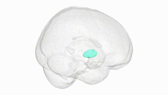 Full Brain White