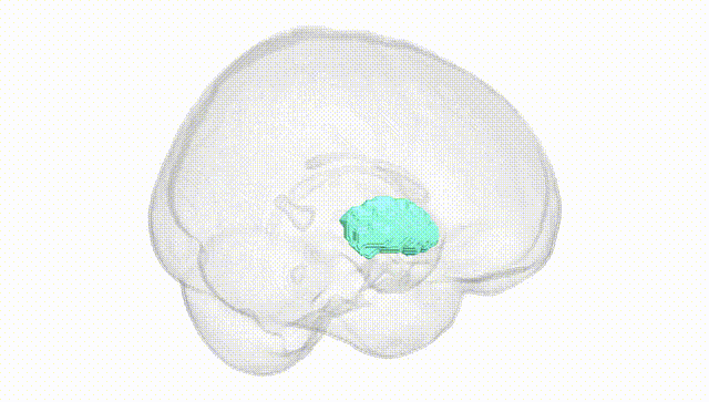 Full Brain White