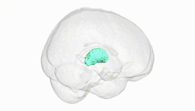 Full Brain White