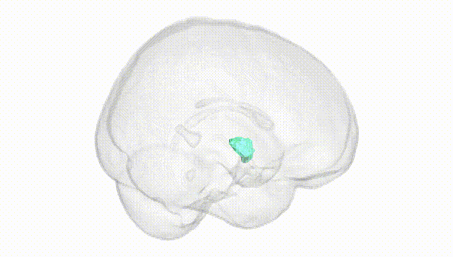 Full Brain White