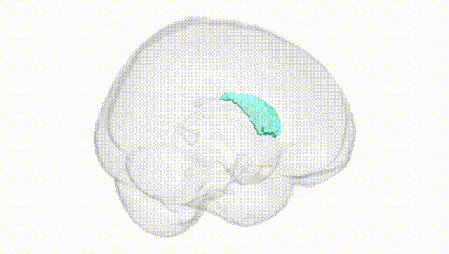 Full Brain White