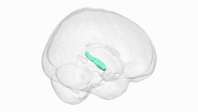 Full Brain White