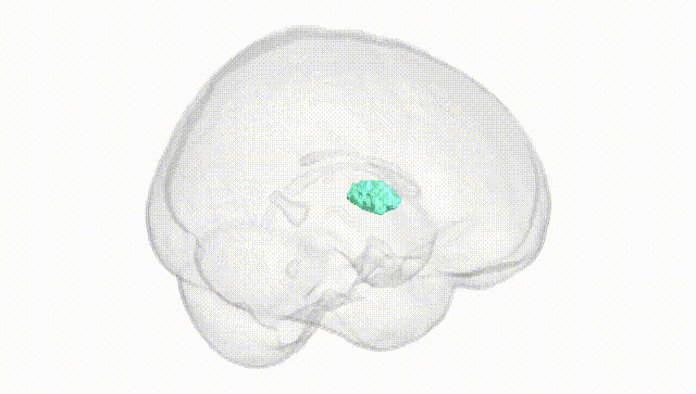Full Brain White