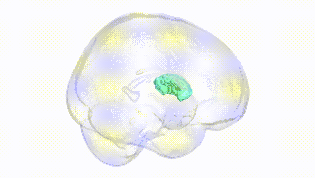 Full Brain White