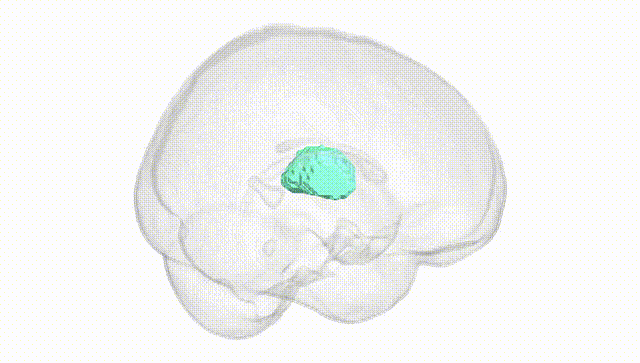 Full Brain White