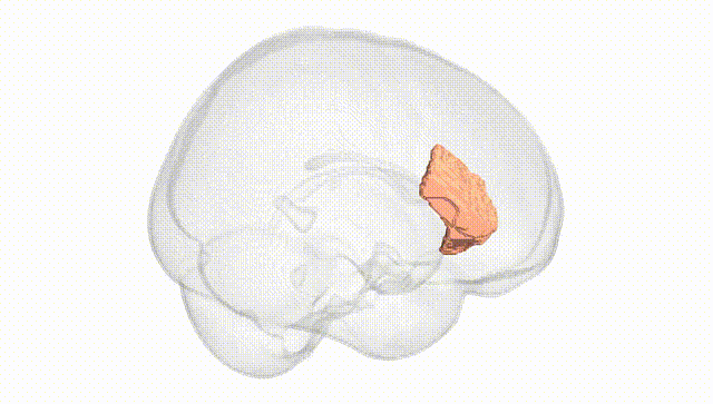 Full Brain White