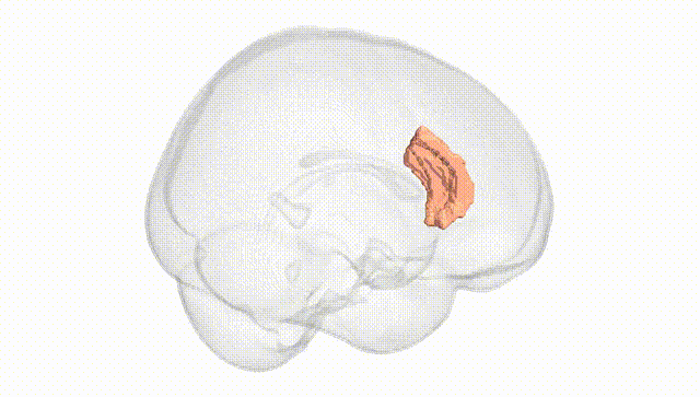 Full Brain White