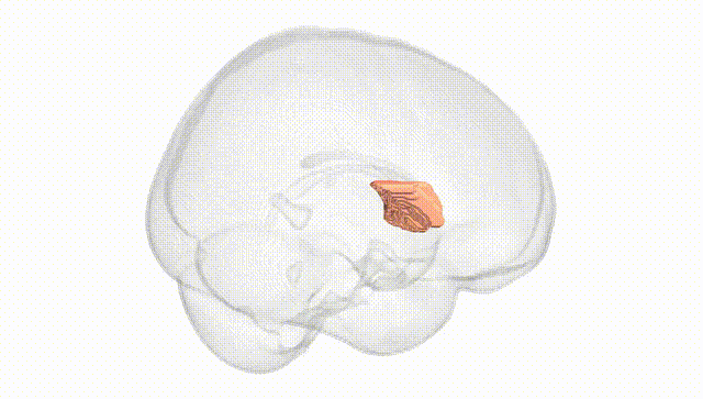 Full Brain White