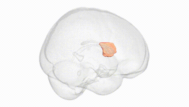 Full Brain White