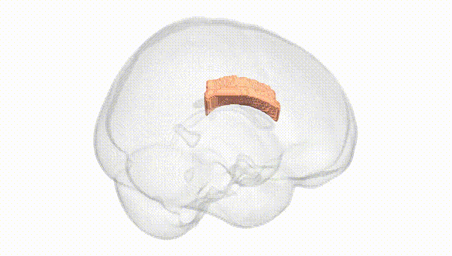 Full Brain White