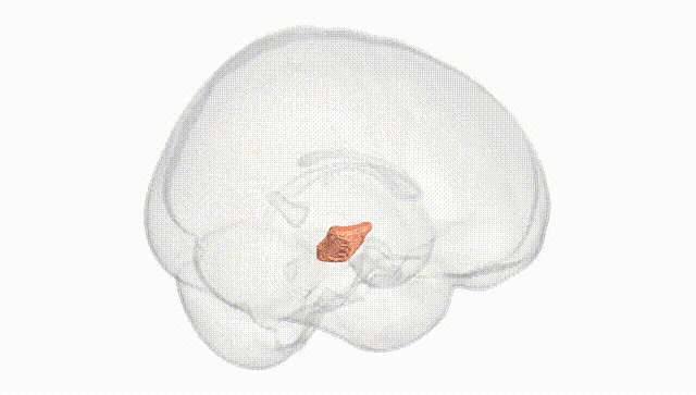 Full Brain White