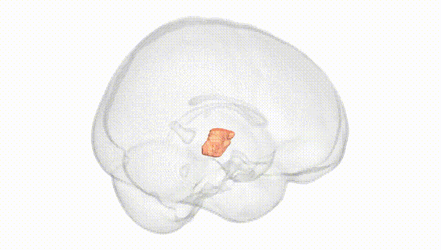Full Brain White