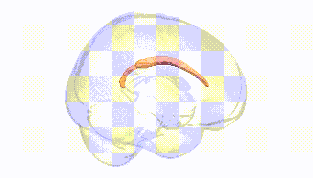 Full Brain White