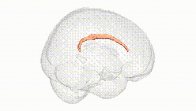 Full Brain White