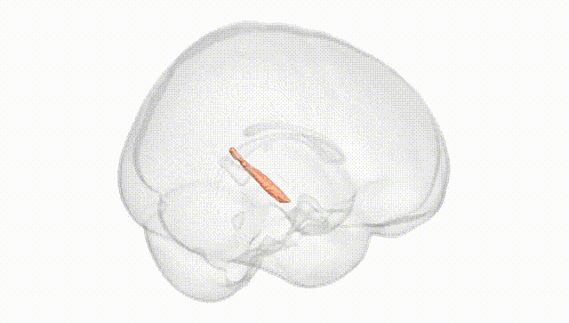 Full Brain White