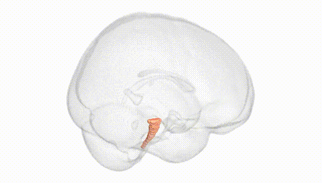 Full Brain White