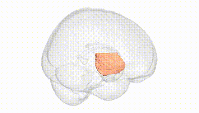 Full Brain White