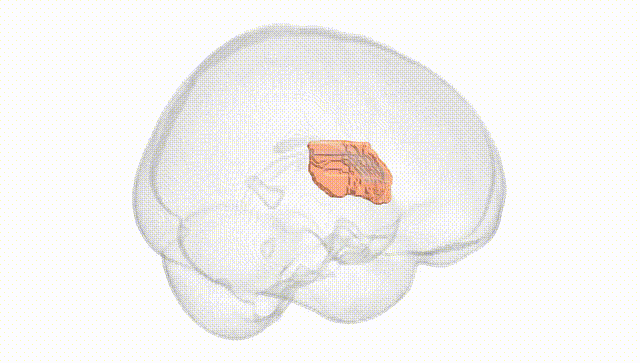 Full Brain White