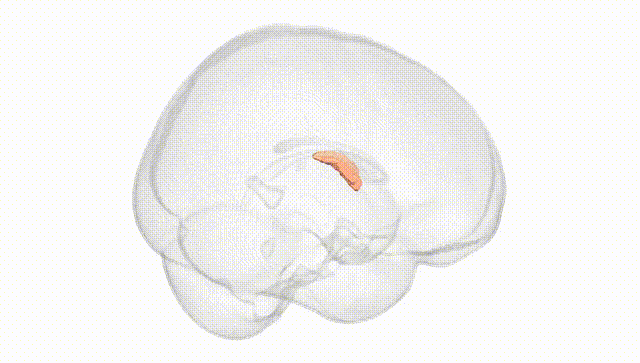 Full Brain White