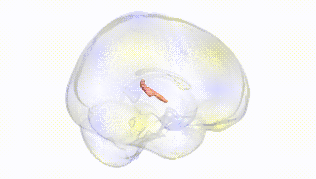 Full Brain White