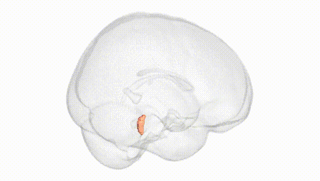 Full Brain White