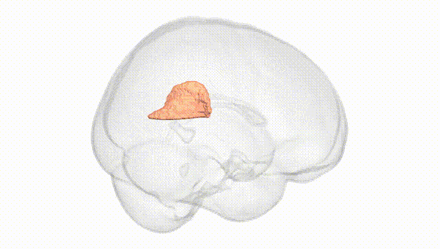 Full Brain White