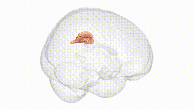 Full Brain White