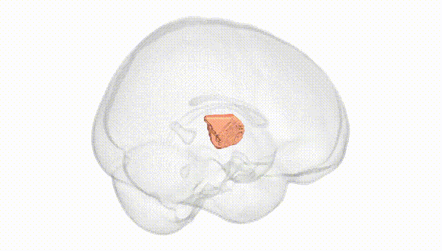 Full Brain White