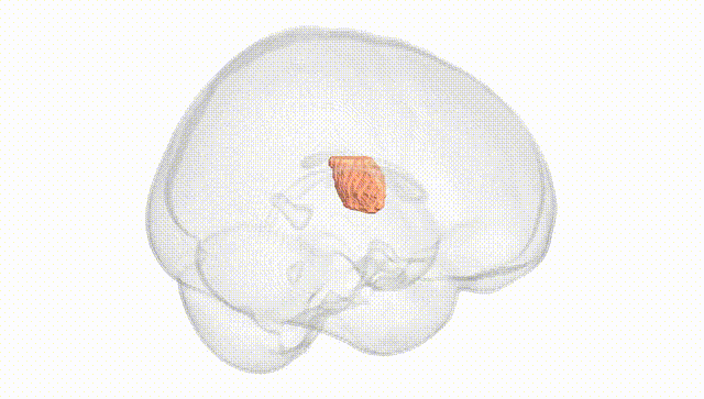 Full Brain White