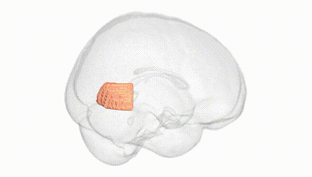 Full Brain White